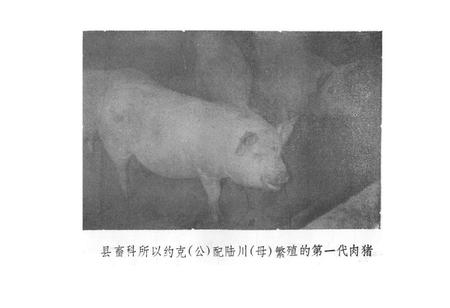 《《白沙县畜牧志》(1949-1987)》.pdf电子版_海南省志插图5