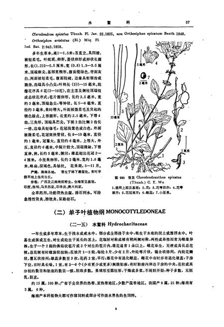 《海南植物志(第四卷)》.pdf电子版_海南省志插图4