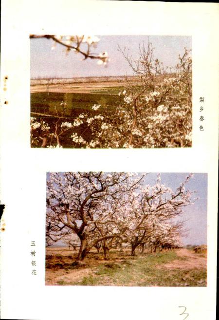 《泊头市梨业志》.pdf电子版_河北省志插图5 《泊头市梨业志》.pdf电子版_河北省志插图5