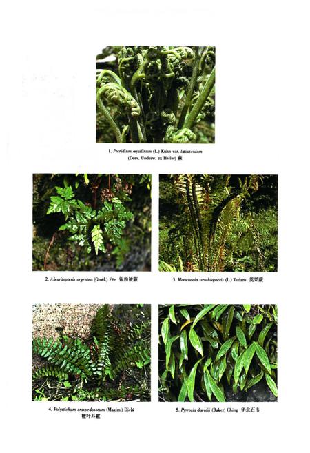 《河北木兰围场植物志(上卷)》.pdf电子版_河北省志插图1 《河北木兰围场植物志(上卷)》.pdf电子版_河北省志插图1