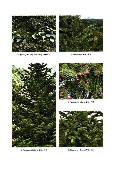 《河北木兰围场植物志(上卷)》.pdf电子版_河北省志插图2 《河北木兰围场植物志(上卷)》.pdf电子版_河北省志插图2