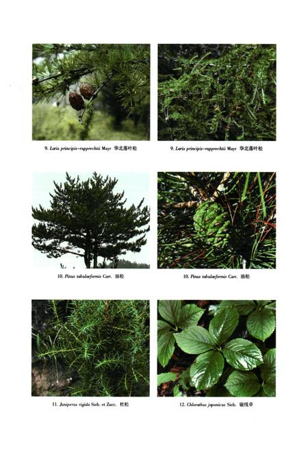 《河北木兰围场植物志(上卷)》.pdf电子版_河北省志插图3 《河北木兰围场植物志(上卷)》.pdf电子版_河北省志插图3