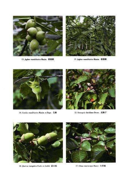 《河北木兰围场植物志(上卷)》.pdf电子版_河北省志插图4 《河北木兰围场植物志(上卷)》.pdf电子版_河北省志插图4