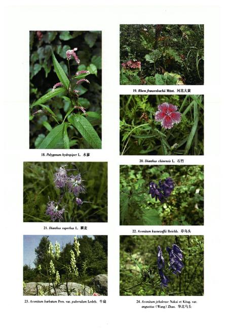 《河北木兰围场植物志(上卷)》.pdf电子版_河北省志插图5 《河北木兰围场植物志(上卷)》.pdf电子版_河北省志插图5