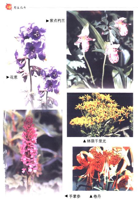 《河北野生花卉志》.pdf电子版_河北省志插图5 《河北野生花卉志》.pdf电子版_河北省志插图5