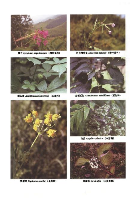 《小五台山植物志·下卷》.pdf电子版_河北省志插图5