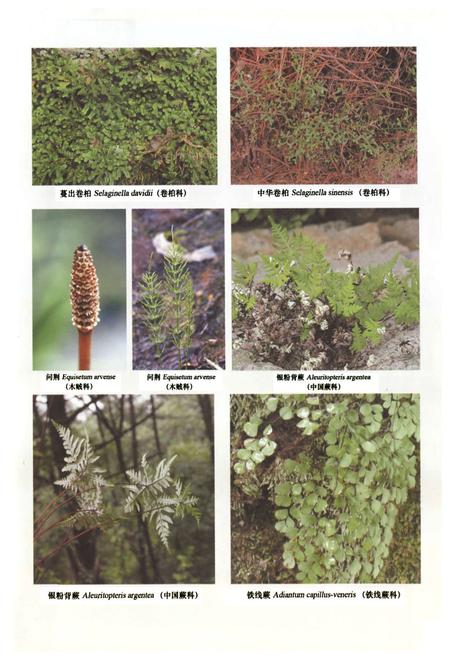 《小五台山植物志·上卷》.pdf电子版_河北省志插图4