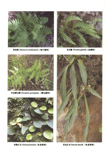 《小五台山植物志·上卷》.pdf电子版_河北省志插图5