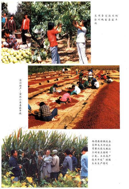 《沧州地区科学技术志》.pdf电子版_河北省志插图4 《沧州地区科学技术志》.pdf电子版_河北省志插图4