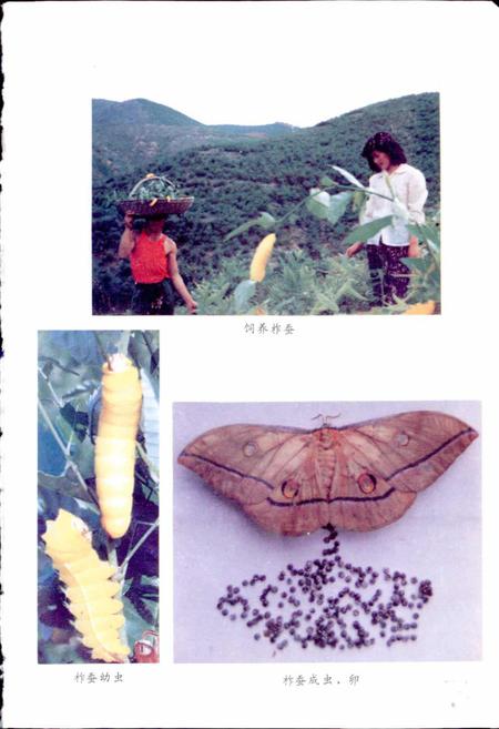 《南阳蚕业志》.pdf电子版_河南省志插图5