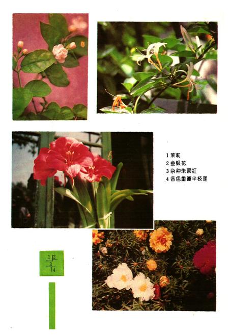 《濮阳植物志》.pdf电子版_河南省志预览图4 《濮阳植物志》.pdf电子版_河南省志预览图4