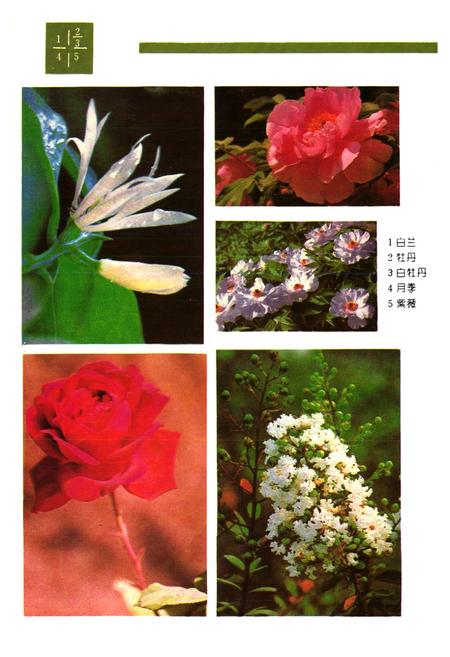 《濮阳植物志》.pdf电子版_河南省志预览图5 《濮阳植物志》.pdf电子版_河南省志预览图5