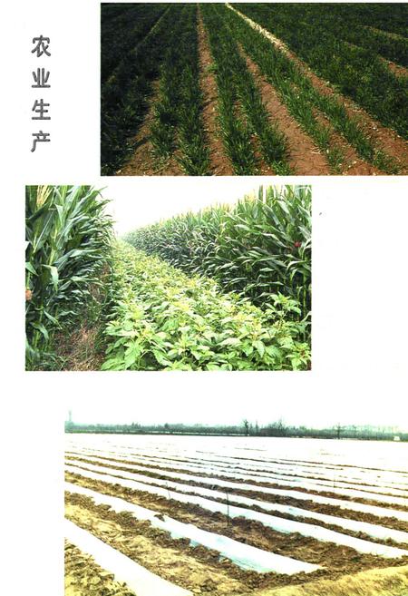 《《郑州市中原区农业志》》.pdf电子版_河南省志预览图3