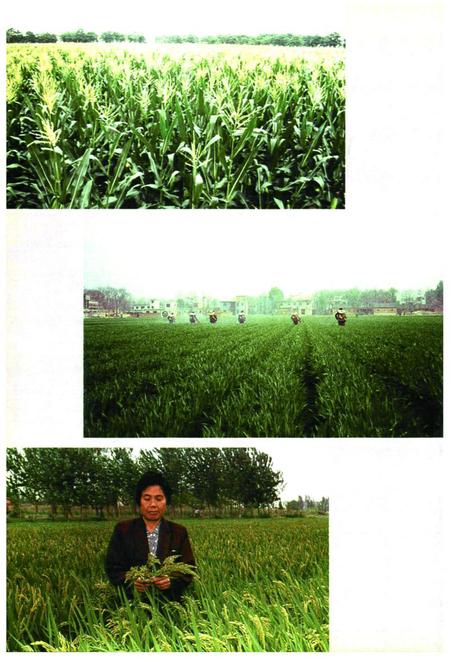 《《郑州市中原区农业志》》.pdf电子版_河南省志预览图4