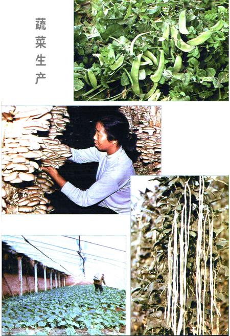 《《郑州市中原区农业志》》.pdf电子版_河南省志预览图5