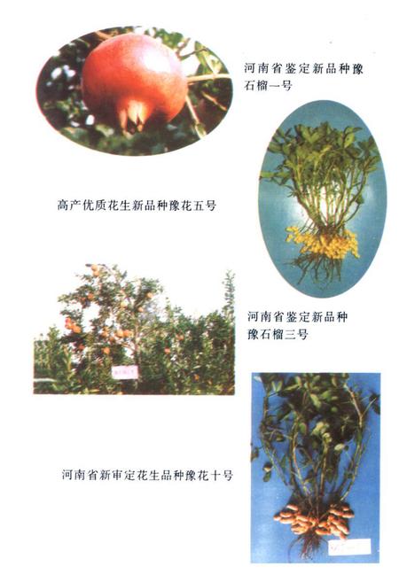 《《开封农林科研所志(1958-1996)》》.pdf电子版_河南省志插图5