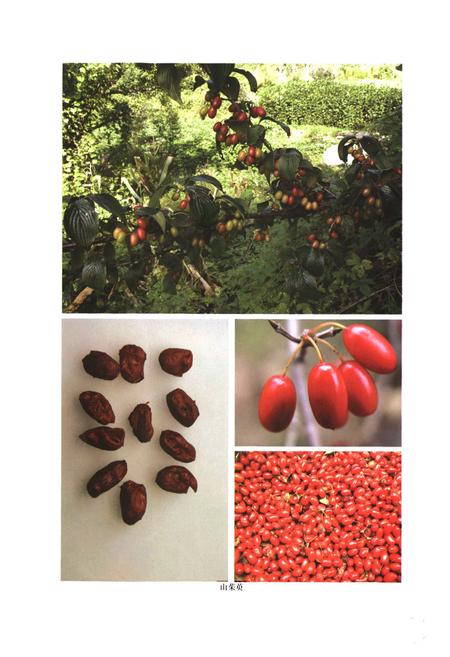 《伏牛山药用植物志·第1卷》.pdf电子版_河南省志插图2