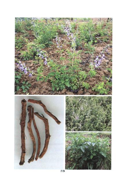 《伏牛山药用植物志·第1卷》.pdf电子版_河南省志插图3