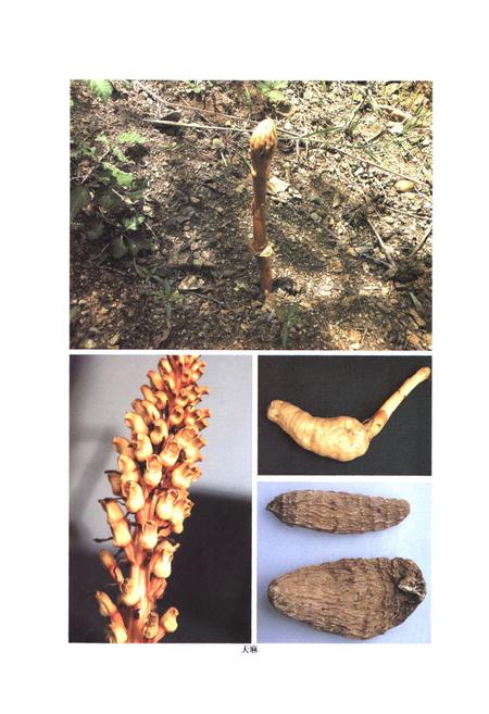 《伏牛山药用植物志·第1卷》.pdf电子版_河南省志插图4