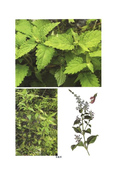 《伏牛山药用植物志·第1卷》.pdf电子版_河南省志插图5