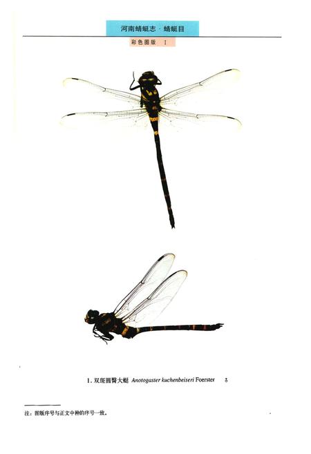 《《河南蜻蜓志·蜻蜓目》》.pdf电子版_河南省志插图2