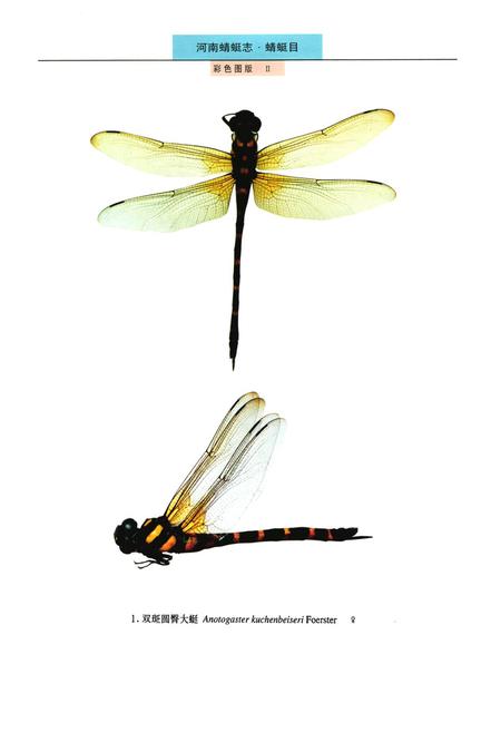 《《河南蜻蜓志·蜻蜓目》》.pdf电子版_河南省志插图3