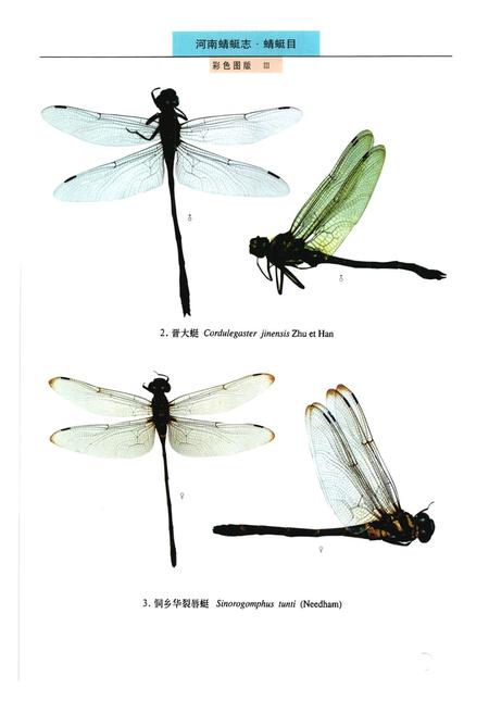 《《河南蜻蜓志·蜻蜓目》》.pdf电子版_河南省志插图4
