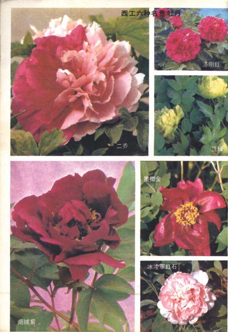 《洛阳市西工区志》.pdf电子版_河南省志插图3