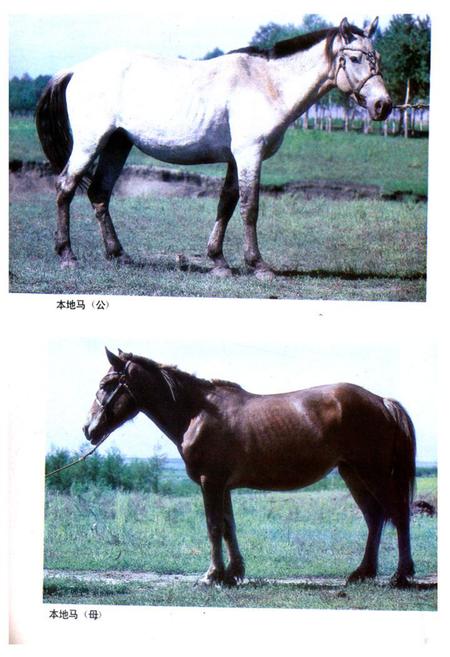 《《黑龙江省家畜家禽品种志》》.pdf电子版_黑龙江省志插图3