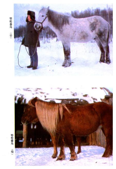 《《黑龙江省家畜家禽品种志》》.pdf电子版_黑龙江省志插图4