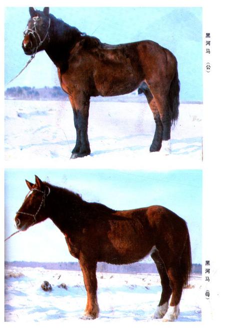 《《黑龙江省家畜家禽品种志》》.pdf电子版_黑龙江省志插图5