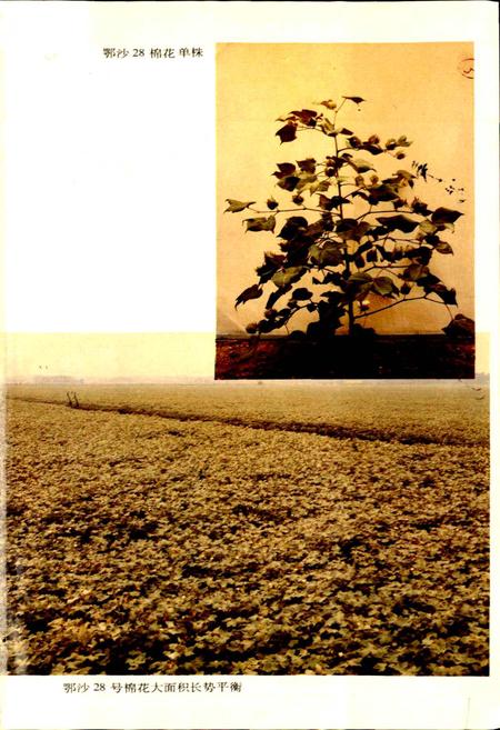 《湖北省志 农业（上）》.pdf电子版_湖北省志插图3