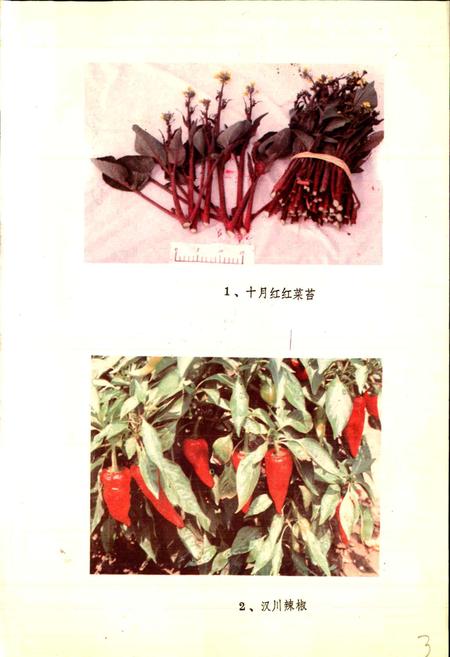 《湖北蔬菜品种志》.pdf电子版_湖北省志插图3 《湖北蔬菜品种志》.pdf电子版_湖北省志插图3