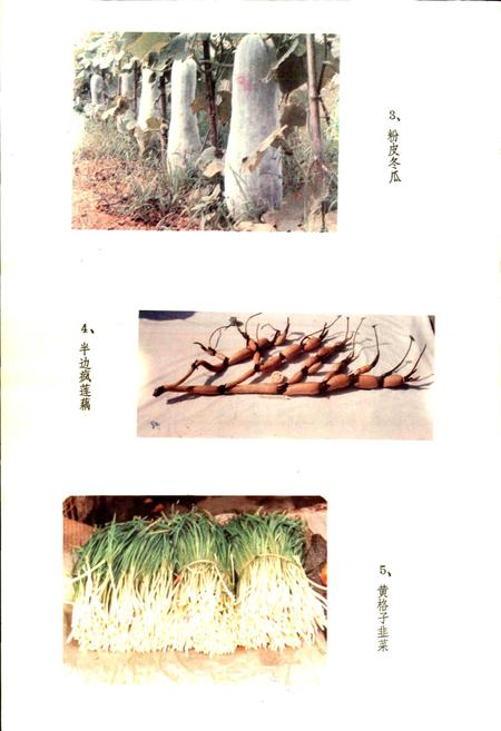 《湖北蔬菜品种志》.pdf电子版_湖北省志插图4 《湖北蔬菜品种志》.pdf电子版_湖北省志插图4