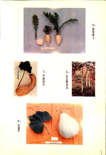 《湖北蔬菜品种志》.pdf电子版_湖北省志插图5 《湖北蔬菜品种志》.pdf电子版_湖北省志插图5