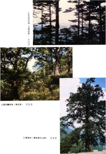 《湖北森林》.pdf电子版_湖北省志插图4