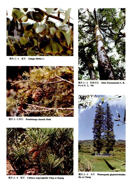 《湖南植物志 第二卷》.pdf电子版_湖南省志插图5