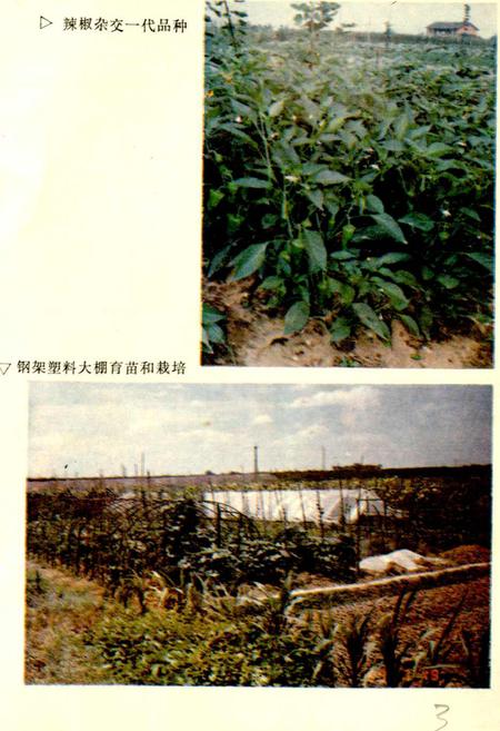 《益阳市蔬菜志》.pdf电子版_湖南省志插图4