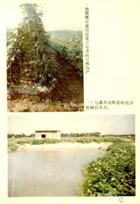 《益阳市蔬菜志》.pdf电子版_湖南省志插图5