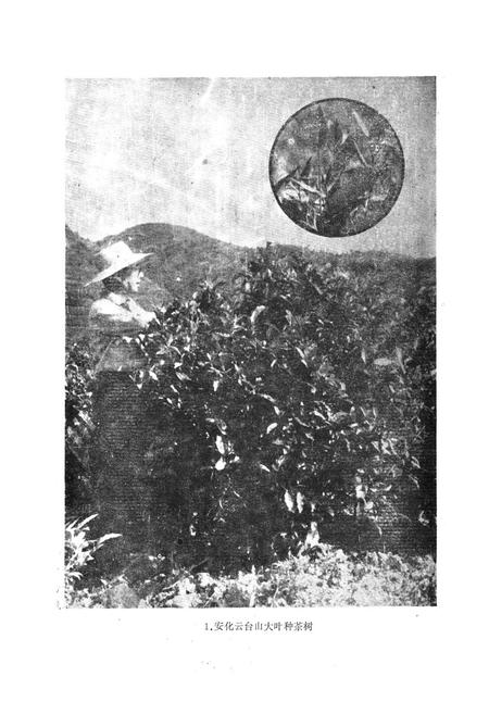 《《安化县茶叶志》》.pdf电子版_湖南省志插图2 《《安化县茶叶志》》.pdf电子版_湖南省志插图2