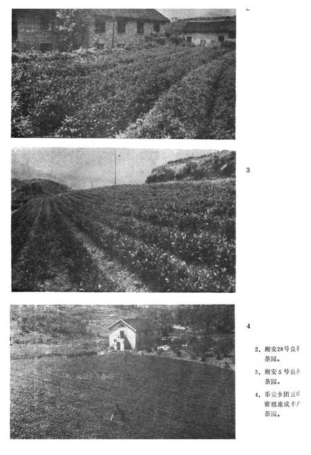 《《安化县茶叶志》》.pdf电子版_湖南省志插图3 《《安化县茶叶志》》.pdf电子版_湖南省志插图3