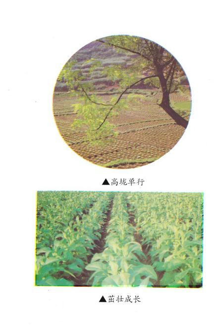 《《湖南省泸溪县·烟草志》》.pdf电子版_湖南省志插图5