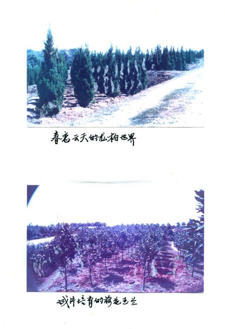 《《长沙市苗圃志(1959-1987)》》.pdf电子版_湖南省志插图5 《《长沙市苗圃志(1959-1987)》》.pdf电子版_湖南省志插图5