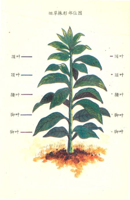 《芷江烟草志》.pdf电子版_湖南省志插图3 《芷江烟草志》.pdf电子版_湖南省志插图3