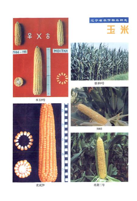 《辽宁省农作物品种志(1974~1998)》.pdf电子版_辽宁省志插图4