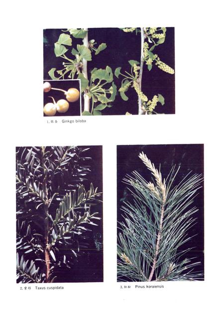 《辽宁树木志》.pdf电子版_辽宁省志插图5 《辽宁树木志》.pdf电子版_辽宁省志插图5