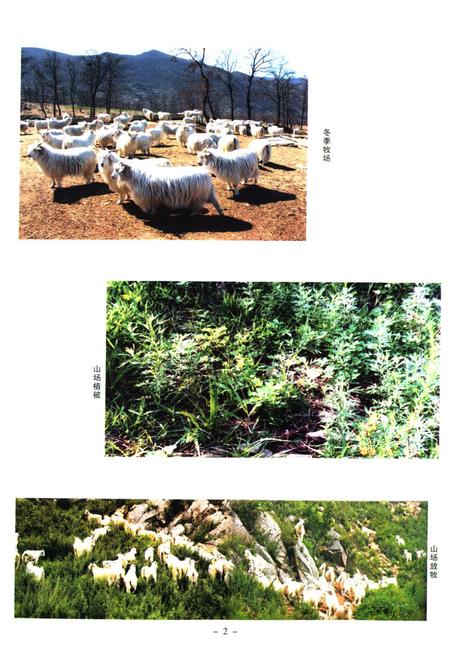 《《辽宁绒山羊育种志》(1980-2008)》.pdf电子版_辽宁省志插图3 《《辽宁绒山羊育种志》(1980-2008)》.pdf电子版_辽宁省志插图3