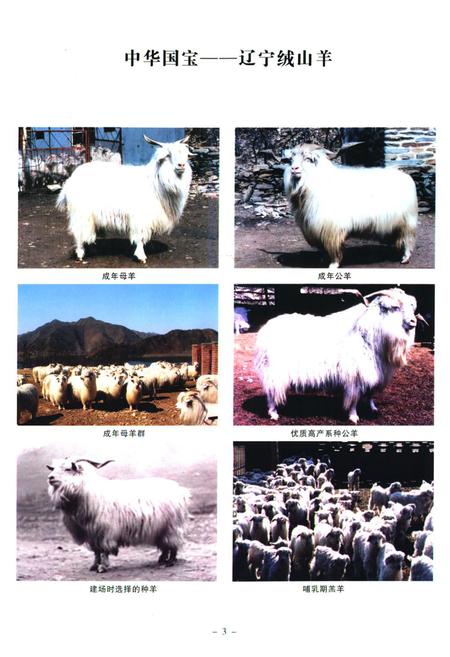 《《辽宁绒山羊育种志》(1980-2008)》.pdf电子版_辽宁省志插图4 《《辽宁绒山羊育种志》(1980-2008)》.pdf电子版_辽宁省志插图4