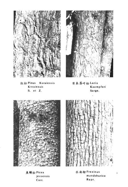 《抚顺地区树木志》.pdf电子版_辽宁省志插图5