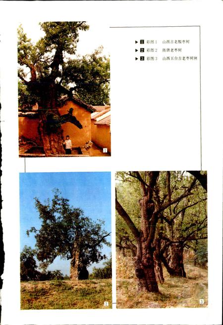 《中国果树志枣卷》.pdf电子版_其他志插图4